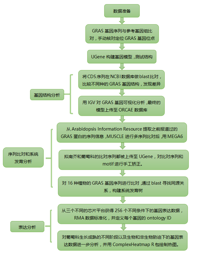 对葡萄科GRAS基因家族结构和功能分析发现GRAS蛋白在控制发育与胁迫应答过程中的作用