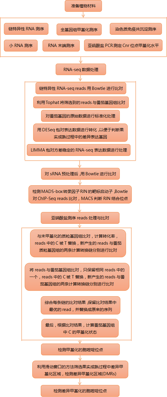 番茄果实发育的单碱基分辨率甲基化图谱反映了成熟过程中的表观遗传修饰 番茄果实发育的单碱基分辨率甲基化图谱反映了成熟过程中的表观遗传修饰