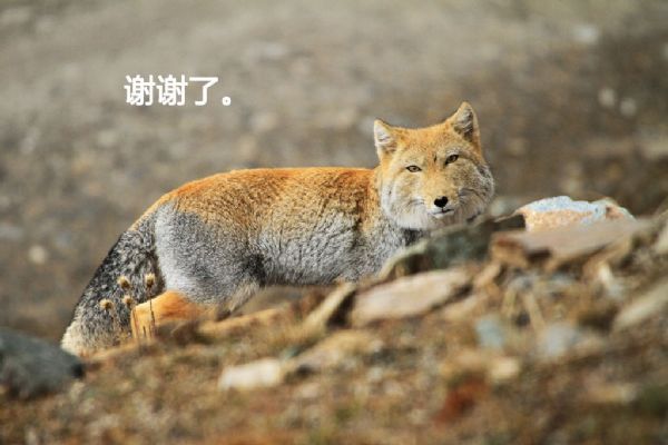 纯天然的动物表情包！生物达人必备