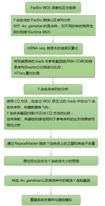 疟蚊经过辐射后的Y染色体的重构 疟蚊经过辐射后的Y染色体的重构