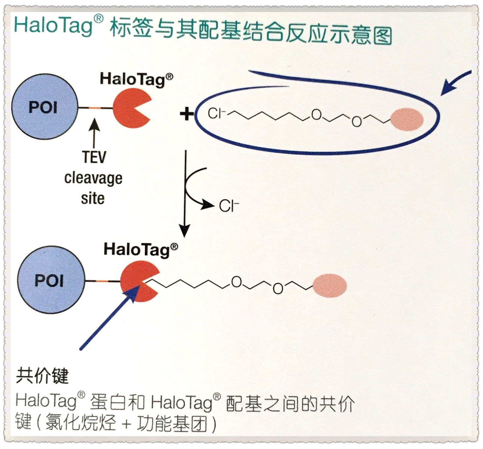 HaloTag®蛋白标签技术