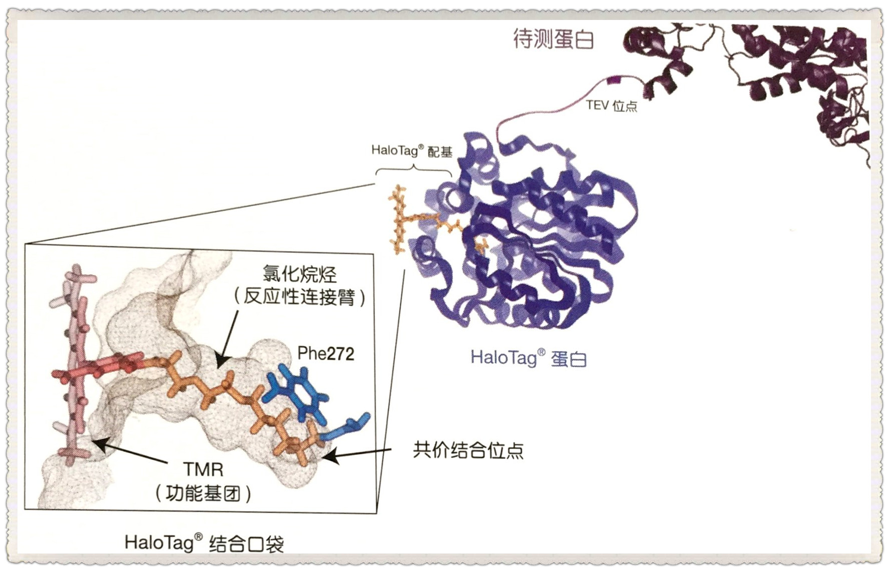 HaloTag®蛋白标签技术