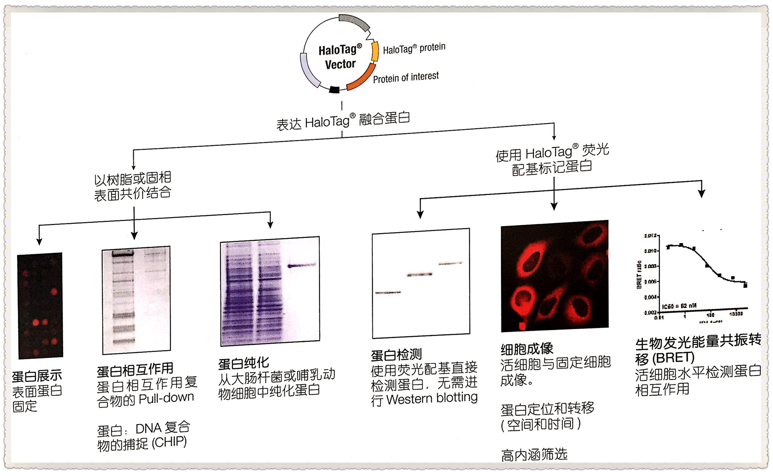 HaloTag®蛋白标签技术