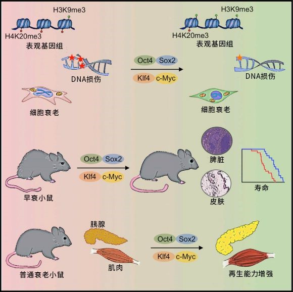 了2月齡和12月齡的普通小鼠,分別用β細胞毒素使它們的胰腺功能受損