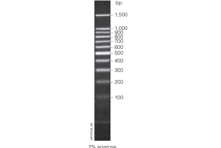 BenchTop 100bp DNA Ladder G8291