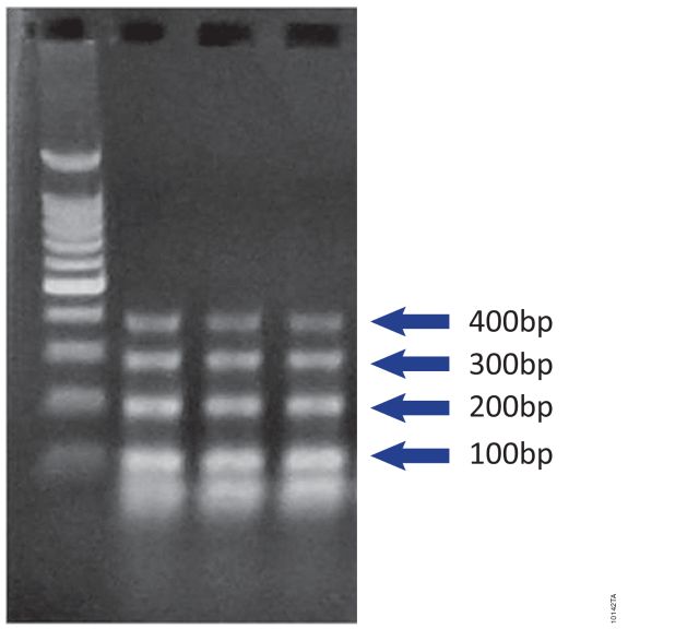 ReliaPrep™ FFPE gDNA Miniprep System A2351 A2352