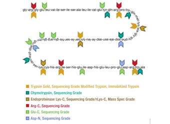 Glu-C, Sequencing Grade V1651