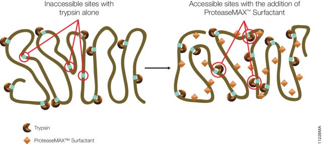 ProteaseMAX™ Surfactant, Trypsin Enhancer V2071 V2072