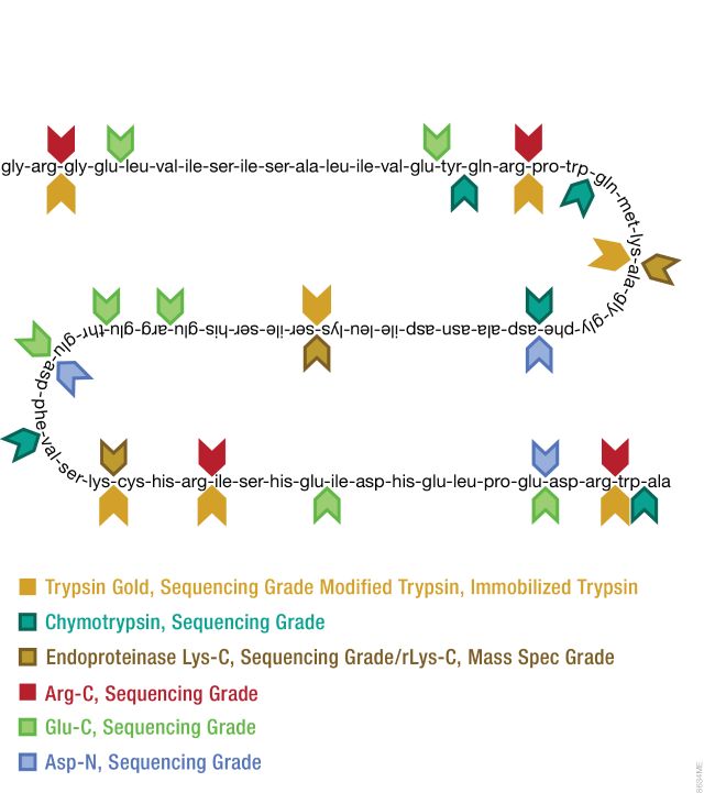 Sequencing Grade Modified Trypsin V5111 V5117