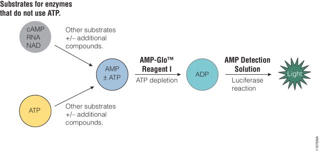 AMP-Glo™ Assay V5011 V5012 V5013