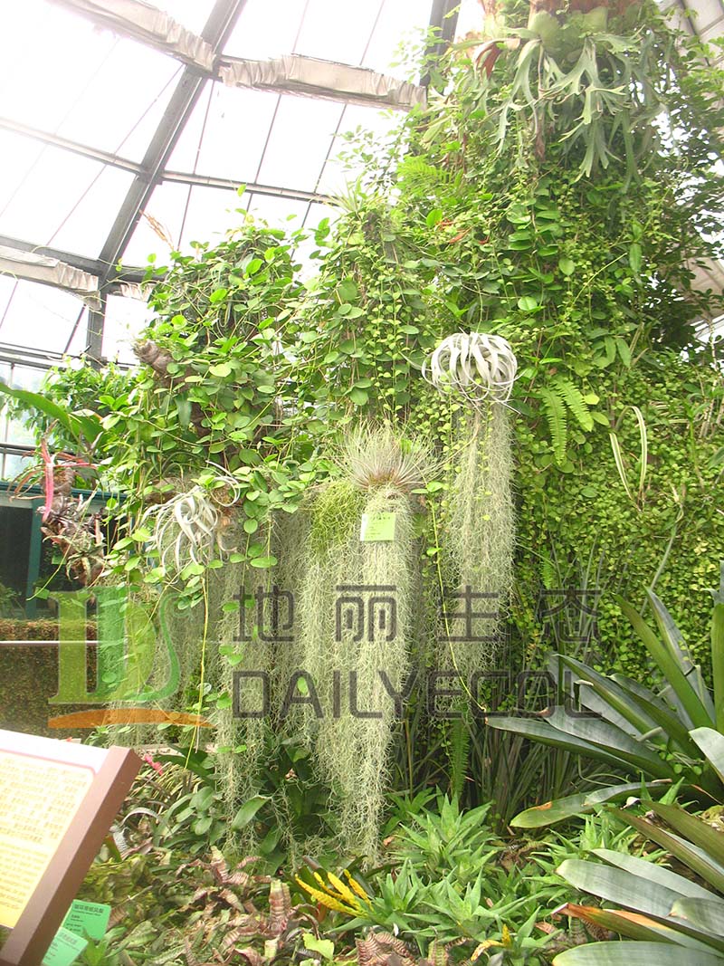 热带植物组合