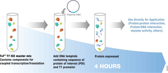 TnT® T7 Insect Cell Extract Protein Expression System