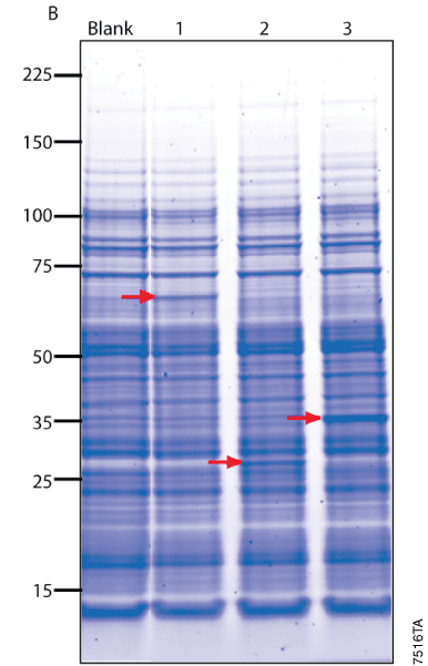 TnT® SP6 High-Yield Wheat Germ Protein Expression System L3260 L3261