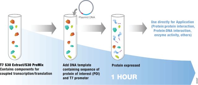 S30 T7 High-Yield Protein Expression System L1110 L1115