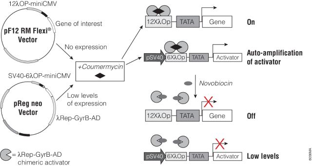 Regulated Mammalian Expression System