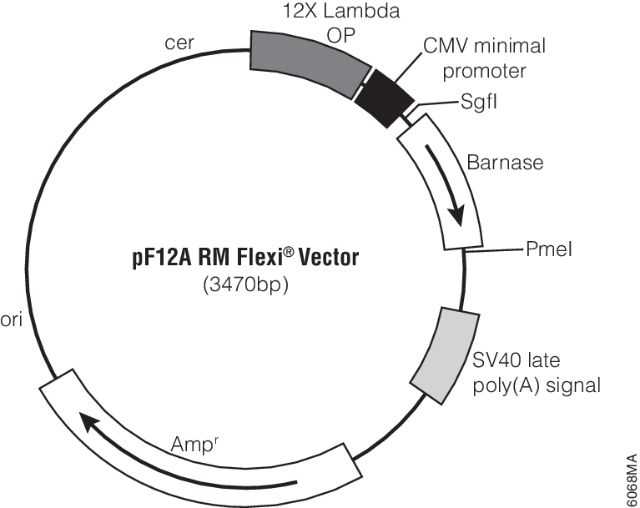 Regulated Mammalian Expression System