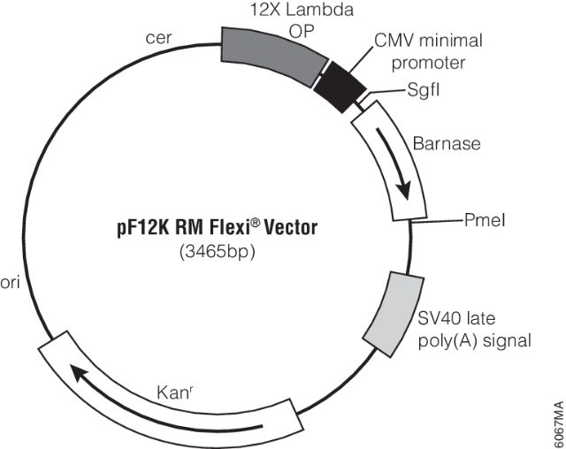 Regulated Mammalian Expression System