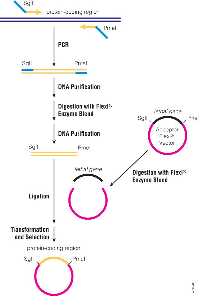 Flexi® Vector System