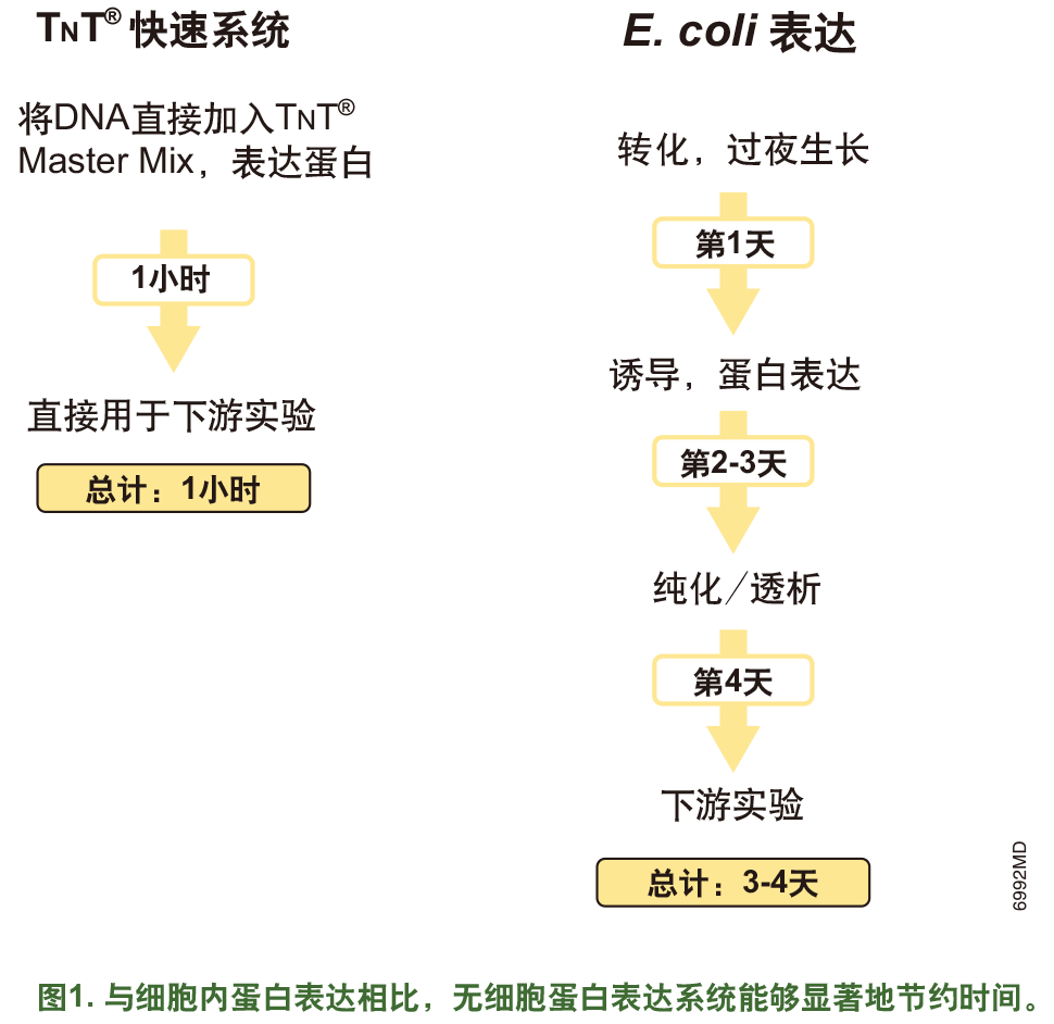 无细胞蛋白表达技术