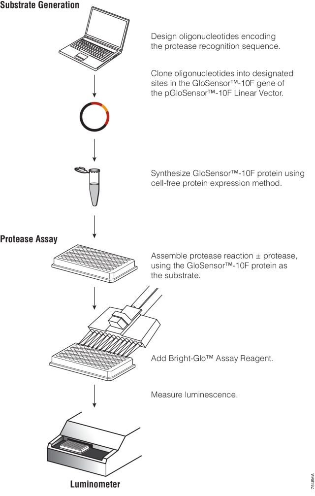 Protease-Glo™ Assay G9451