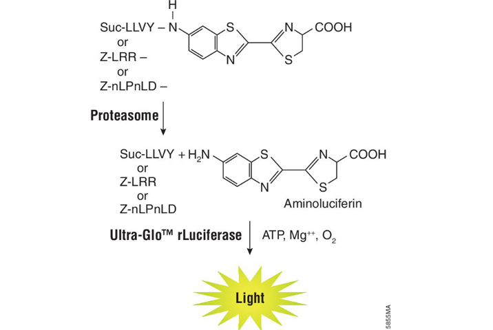 proteasome-glo-assays