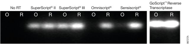 GoScript™ Reverse Transcriptase