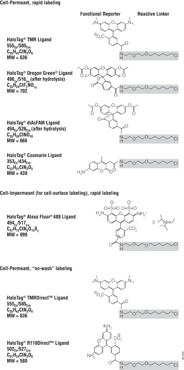 HaloTag® Fluorescent Ligands