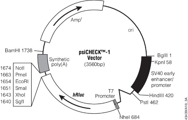 psiCHECK™-1 and psiCHECK™-2 Vectors