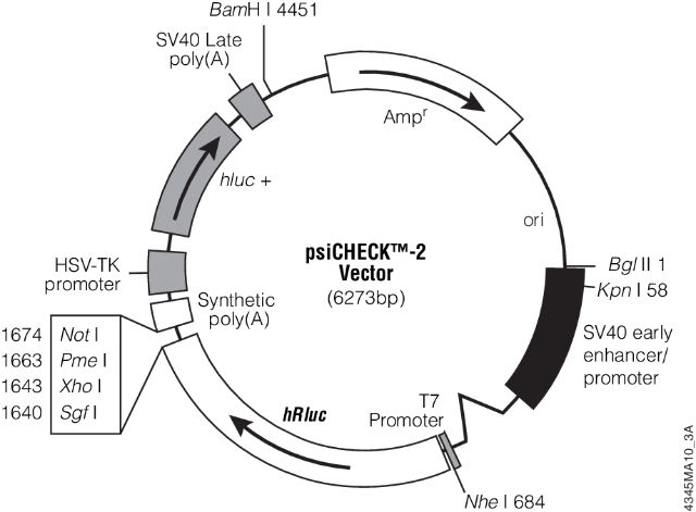 psiCHECK™-1 and psiCHECK™-2 Vectors