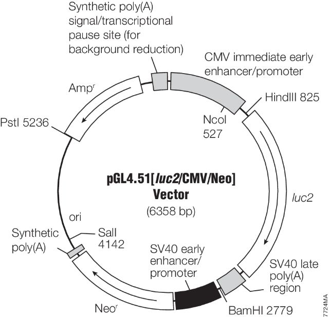 pGL4 in vivo Imaging Vectors E1310 E1320