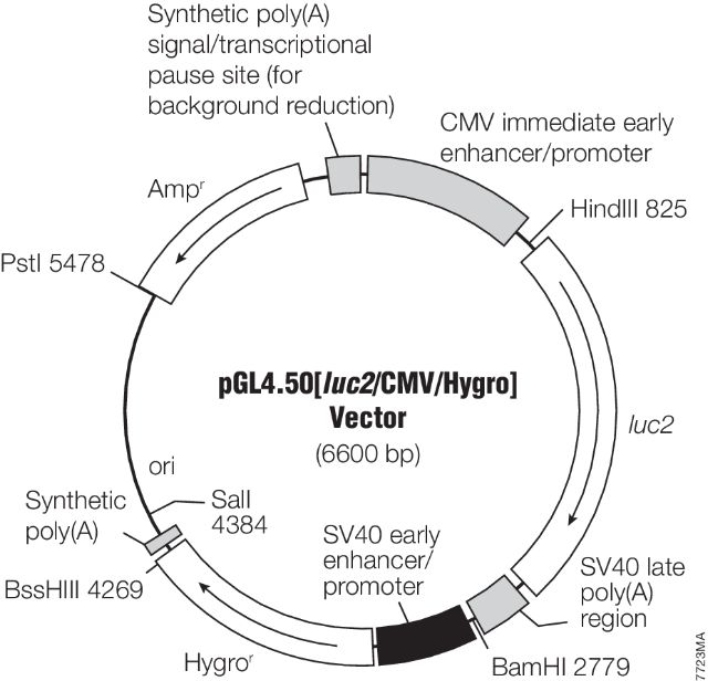 pGL4 in vivo Imaging Vectors E1310 E1320