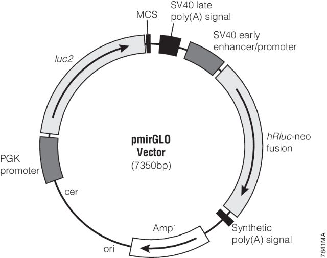 pmirGLO Dual-Luciferase miRNA Target Expression Vector E1330