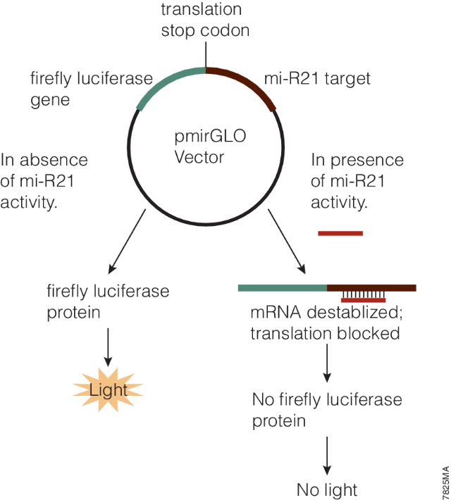 pmirGLO Dual-Luciferase miRNA Target Expression Vector E1330