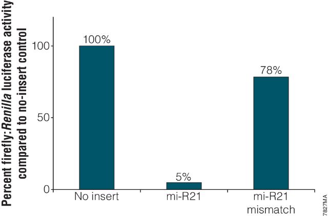 pmirGLO Dual-Luciferase miRNA Target Expression Vector E1330