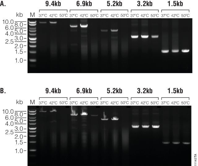 M-MLV Reverse Transcriptase, RNase H Minus, Point Mutant M3681 M3682 M3683