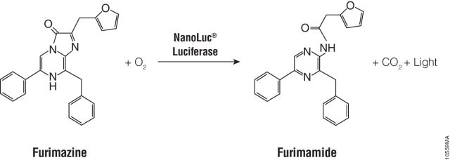 Nano-Glo® Luciferase Assay System