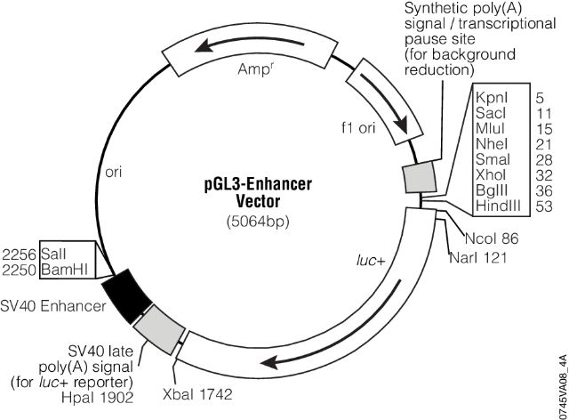 pGL3 Luciferase Reporter Vectors