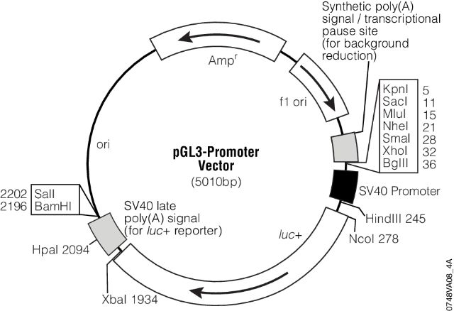 pGL3 Luciferase Reporter Vectors