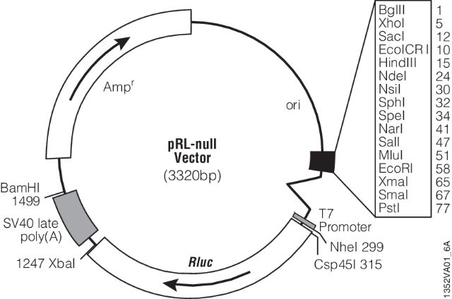 pRL Renilla Luciferase Control Reporter Vectors - 报告基因检测和转染