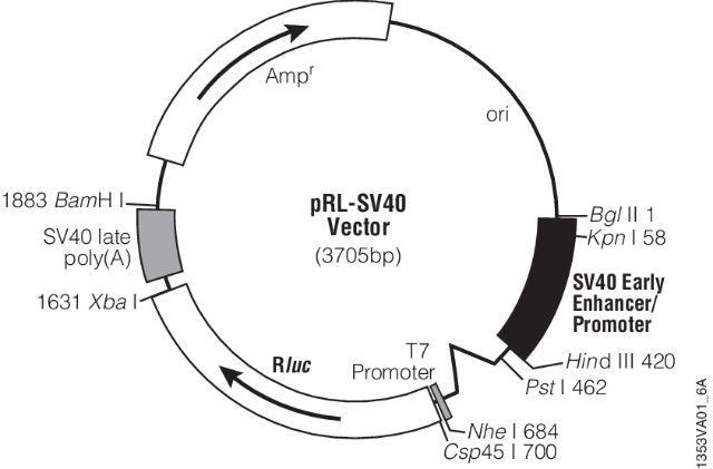 pRL Renilla Luciferase Control Reporter Vectors