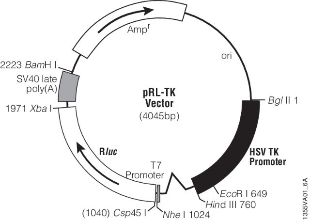 pRL Renilla Luciferase Control Reporter Vectors