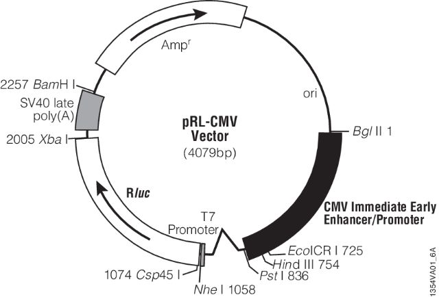 pRL Renilla Luciferase Control Reporter Vectors