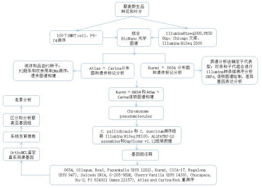 首个藜麦高质量参照基因组 首个藜麦高质量参照基因组
