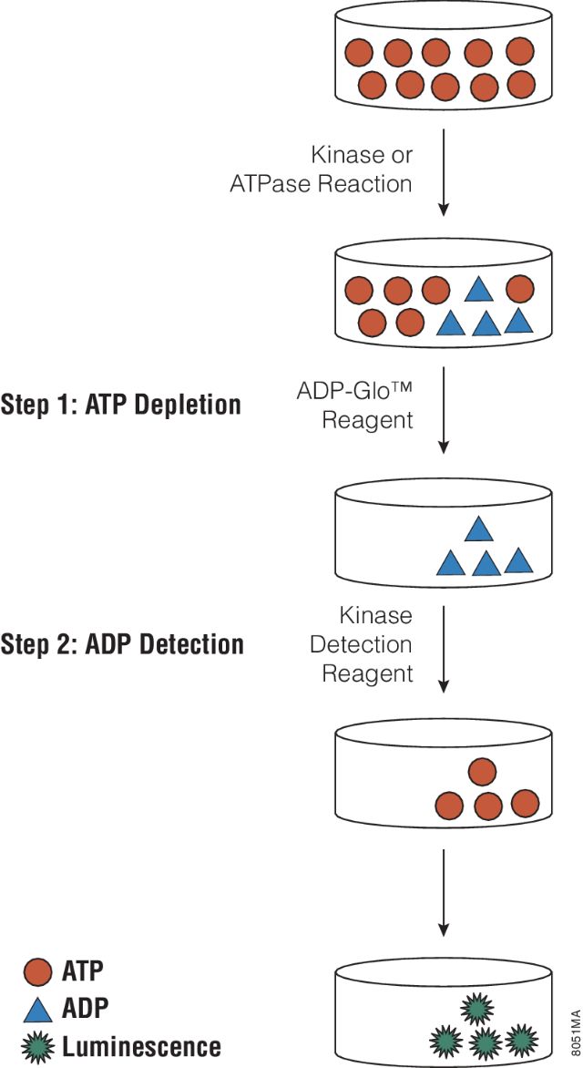 ADP-Glo™ Kinase Assay