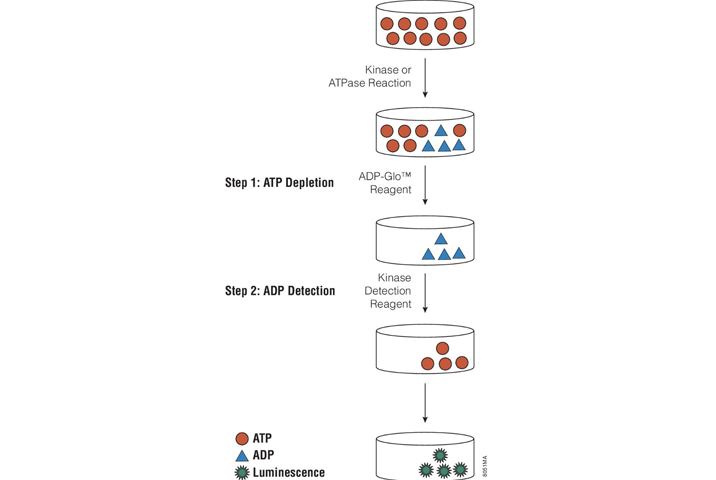 adp-glo-kinase-assay