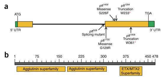 小麦抗赤霉病基因Fhb1基因，编码带有凝集素结构域以及类毒素成孔结构域的嵌合凝集素