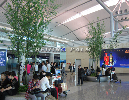  Plant decoration project in Chongqing Jiangbei Airport