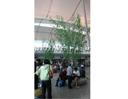  Plant decoration project in Chongqing Jiangbei Airport