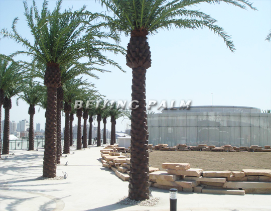 【Shanghai Expo】Saudi Pavilion----some pictures of data palm project.