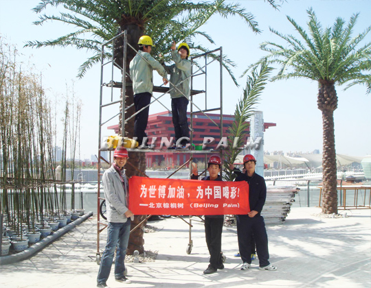 【Shanghai Expo】Saudi Pavilion----some pictures of data palm project.